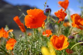 orange desert flower