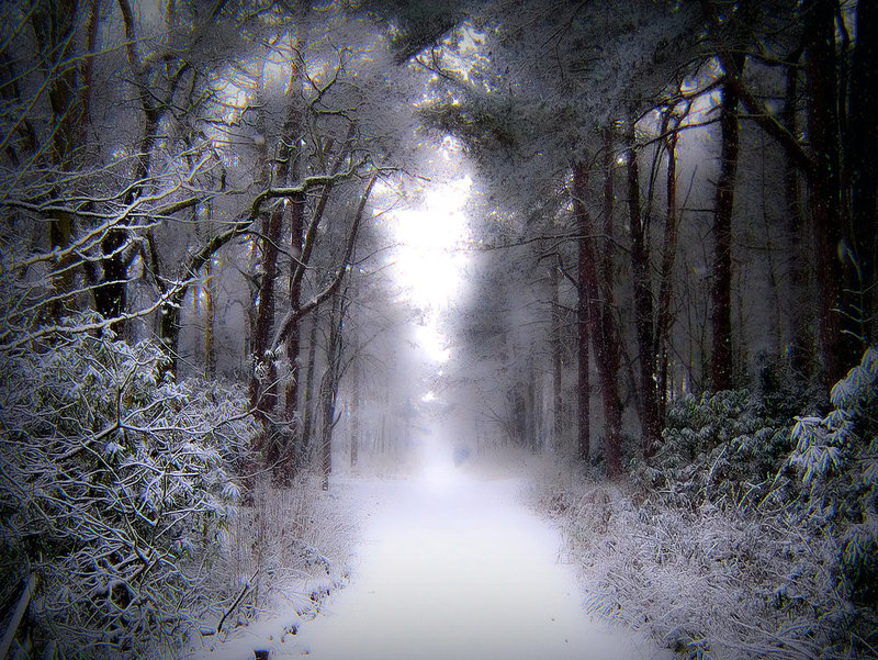 stock__winter_snow_in_forest_by_needanewname-d46z9zo