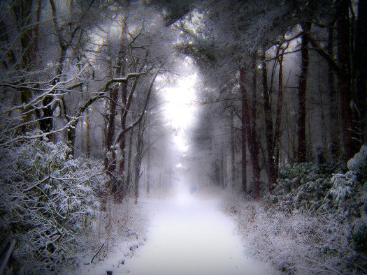 stock__winter_snow_in_forest_by_needanewname-d46z9zo