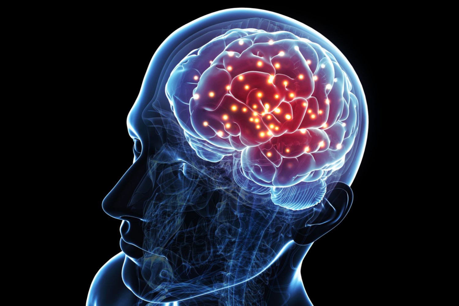 brain