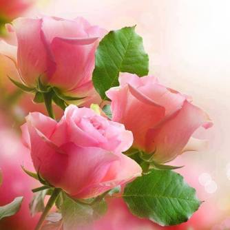 pink roses