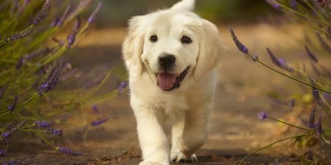 landscape-1500925839-golden-retriever-puppy