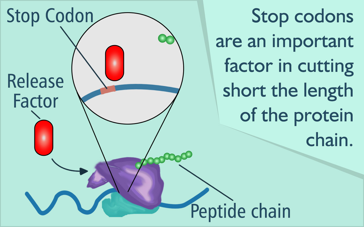 Codn Stop The Process of Definition – Synchronicity is the Source of Consciousness